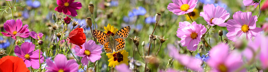 Schmetterling 1518 © K.-U. Häßler