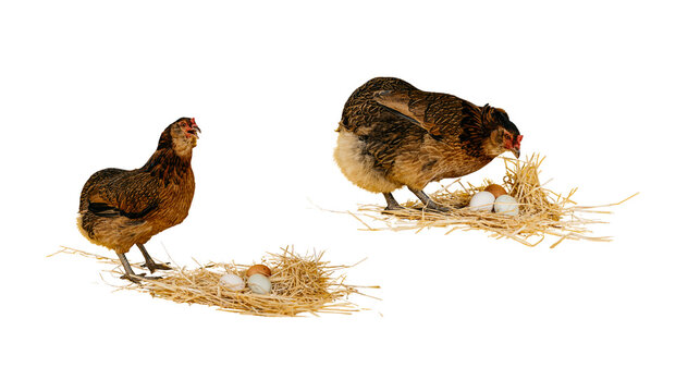 Two hens in nesting boxes with eggs and straw nesting box white background laying hen animal photography farm animal backyard chickens agriculture livestock domestic breakfast studio shot