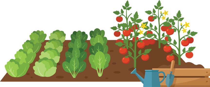 Fresh vegetable garden with tomatoes and leafy greens in flat vector art
