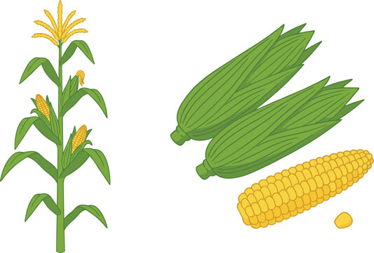 Fresh corn stalk with ears of maize and peeled yellow cob isolated on white background vector illustration set.