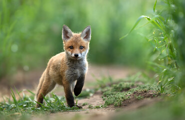 Fototapeta premium Cute young red fox ( Vulpes vulpes )