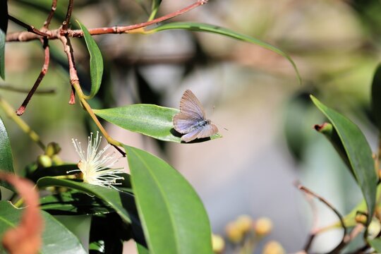 Common Grass Blue Butterfly (Zizina otis) resting on lilly-pilly leaf