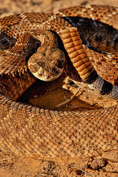 Western diamondback rattlesnake (Crotalus atrox) portrait, El Paso, Texas, USA. September. 