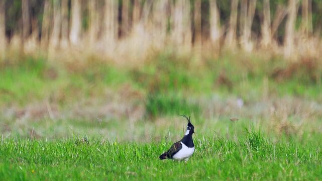 Northern Lapwing (Vanellus vanellus) standing  in green grass. Wildlife. Slow motion.