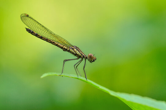 A slender damselfly perched on the edge of a vibrant green leaf against a soft blurred background in Salatiga, Central Java, Indonesia.