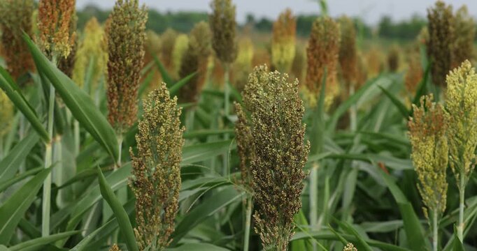 Jowar grain sorghum crop farm