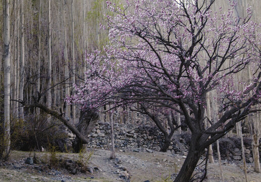 View of a blooming apricot tree with pink blossoms in front of tall poplar trees and a stone wall Gilgit-Baltistan, Pakistan.