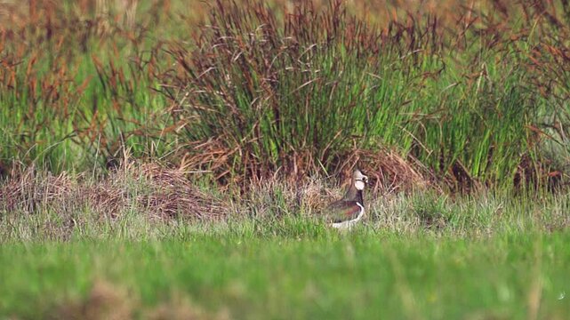Northern Lapwing (Vanellus vanellus) standing  in green grass. Wildlife. Slow motion.