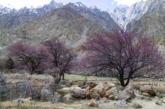 View of blossoming trees with pink flowers against a backdrop of rugged snow-capped mountains and rocky terrain in Gilgit-Baltistan, Pakistan.