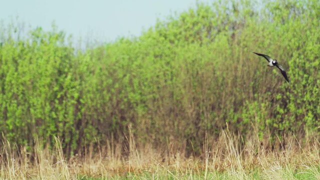 Northern Lapwing (Vanellus vanellus). A lapwing flies low over a green lawn. Slow motion.
