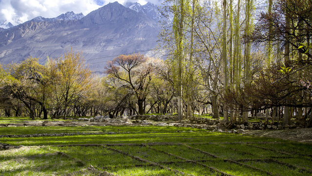 View of lush green agricultural fields and blossoming trees with majestic snow-capped mountains in the background Gilgit-Baltistan, Pakistan.