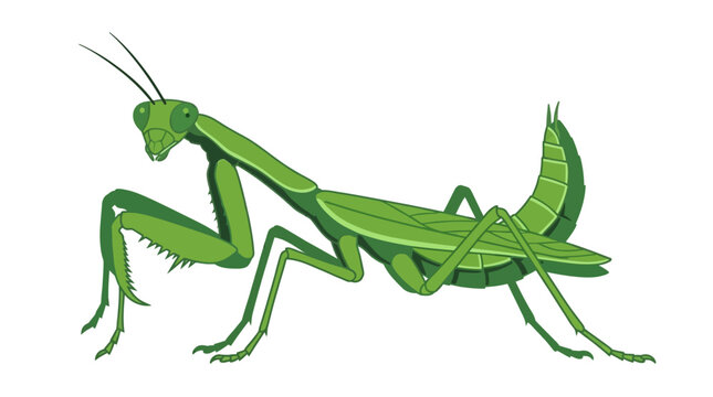 A green praying mantis insect standing still.