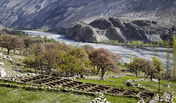 View of blossoming apricot trees and terraced green fields overlooking a winding riverbed nestled between rugged mountain slopes in Gilgit-Baltistan, Pakistan.
