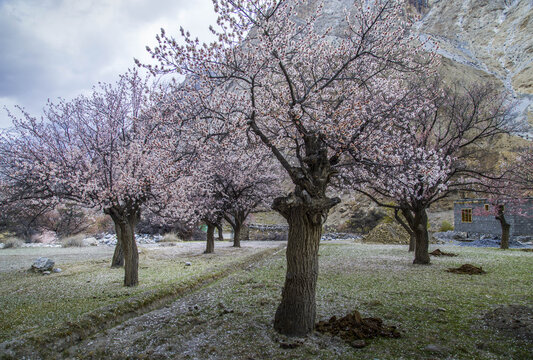 View of blooming apricot trees with pink blossoms in a mountain valley under a cloudy sky Gilgit-Baltistan, Pakistan.
