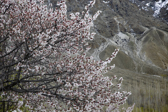 View of a blooming apricot tree with white flowers against the backdrop of rugged mountain slopes in Gilgit-Baltistan, Pakistan.