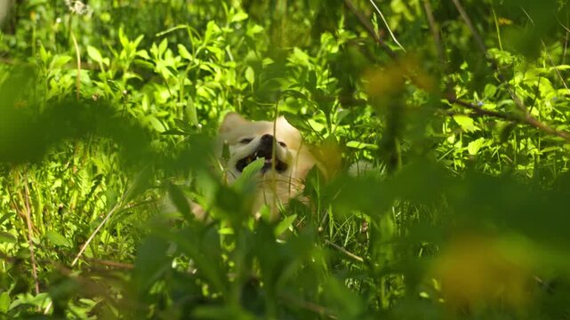 A happy Pomeranian dog lying in lush green grass in a forest glade. Captured through tall grass, the cute Spitz turns its head with a joyful expression in natural daylight.