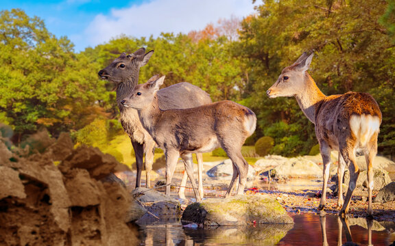 Wildlife tourism in Nara Japan. Deer stand near forest stream in Japanese park during sunny autumn day.