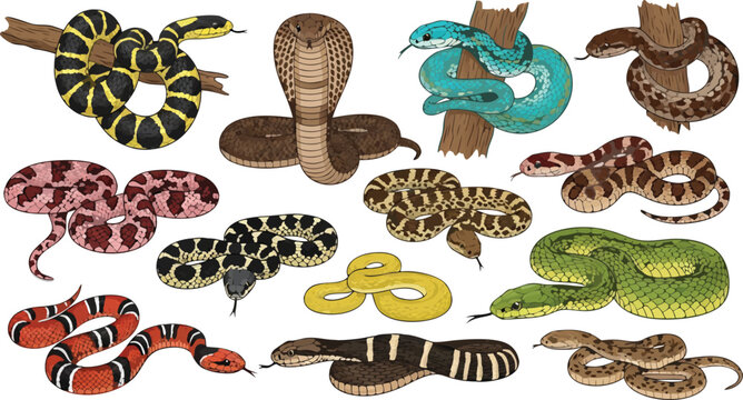 Snake Illustration Set Featuring Cobra, Python, Viper, Coral Snake, and Wild Reptile Wildlife Designs