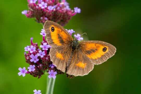 Gatekeeper butterfly (Pyronia tithonus) also known as Hedge Brown with its wings open which is found flying in spring and summer, macro nature photography of butterflies stock photo image