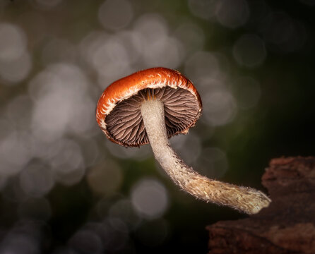 hongo en bosque