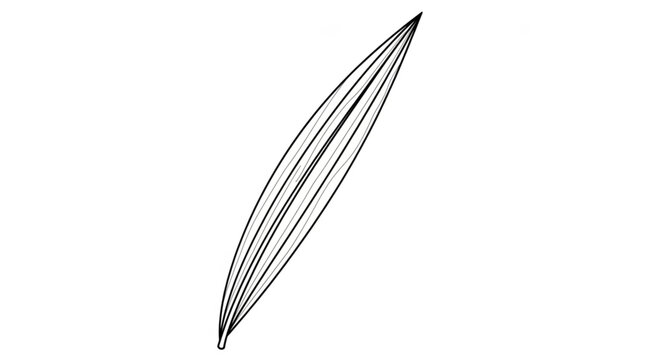 Close-up of a Feather with Fine Details and Texture.