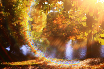 Fototapeta premium Bokeh and sunbeams in an autumn landscape, sunny abstract view of autumn in October