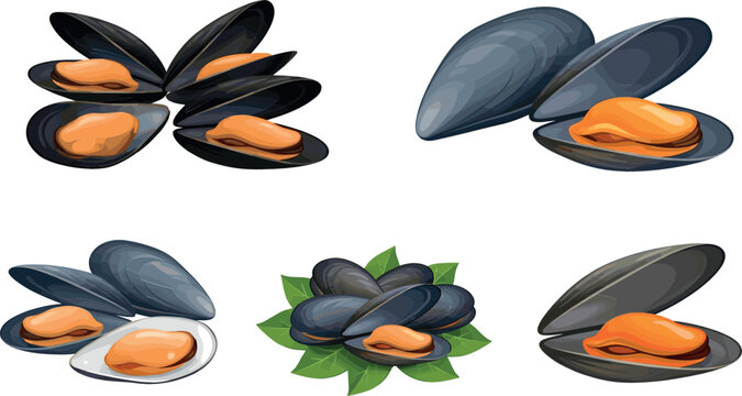 Collection of fresh blue mussels vector set featuring open and closed shells with orange meat and green leaves isolated on white background for seafood menu design.