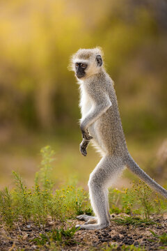 View of a vervet monkey standing upright on its hind legs in the wild at Kruger National Park, Kruger Park, Mpumalanga, South Africa.