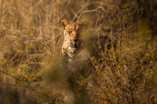 View of a leopard camouflaged within the dense dry thicket of Kruger National Park during the golden hour in Kruger Park, Mpumalanga, South Africa.