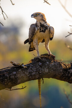 View of a martial eagle perched on a tree branch with its lizard prey in Kruger National Park, Kruger Park, Mpumalanga, South Africa.