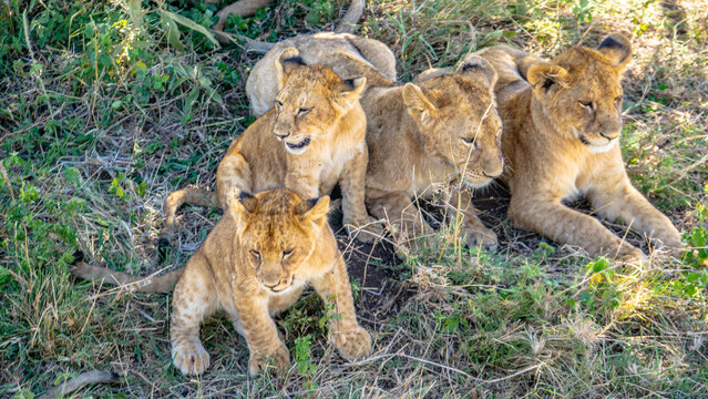 leoni, cuccioli