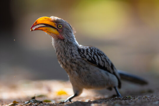 View of a Southern Yellow-billed Hornbill with its distinctive large yellow beak standing on the ground in Kruger Park, Mpumalanga, South Africa.