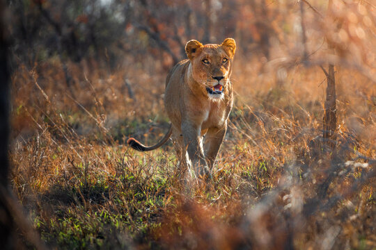 View of a lioness walking through the dry savanna grass during golden hour in Kruger National Park, Kruger Park, Mpumalanga, South Africa.