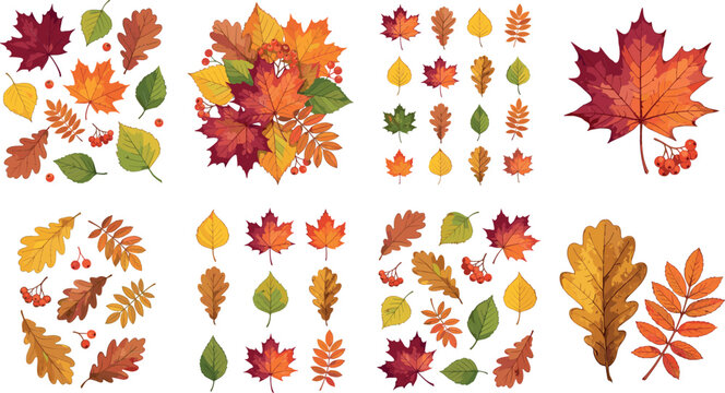Large collection of autumn fall leaf vectors featuring colorful maple, oak, and rowan leaves with berries for seasonal holiday and thanksgiving designs.