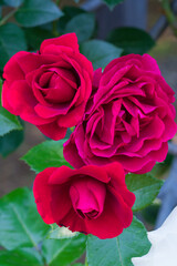 Fototapeta premium Three Red Roses with Dark Green Leaves, Classic Gift for Love
