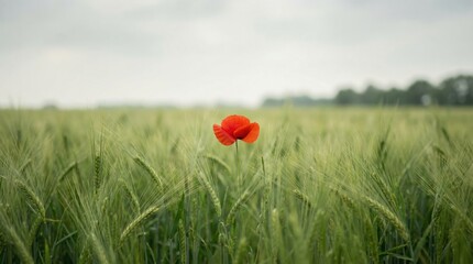 Fototapeta premium A single red poppy flower stands out in a vast green field of young wheat under a cloudy sky.
