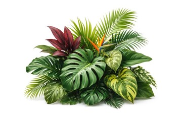 Fototapeta premium White background isolated tropical leaf and foliage plant arrangement with clipping path