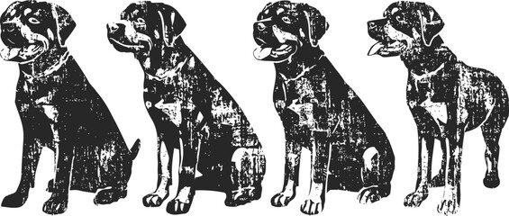 Fototapeta premium Four rottweiler dogs in different sitting and standing poses, black and white vintage illustration