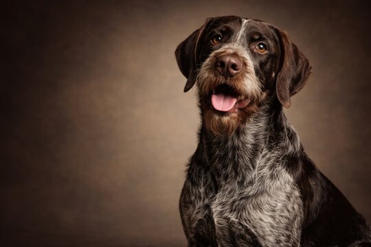 Purebred Kurzhaar Drathaar dog displaying calmness and delight in studio setting with ad copy space