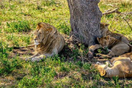 leone