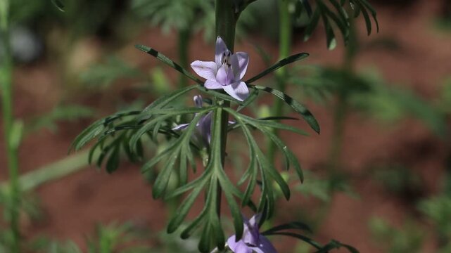 Larkspur (Consolida) is a wild plant species that grows naturally in the wild and belongs to the buttercup family (Ranunculaceae).