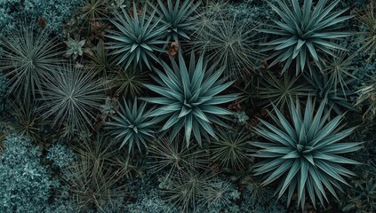 Fototapeta premium Abstract aerial depiction of green agave and dragon tree plants accented by classic blue