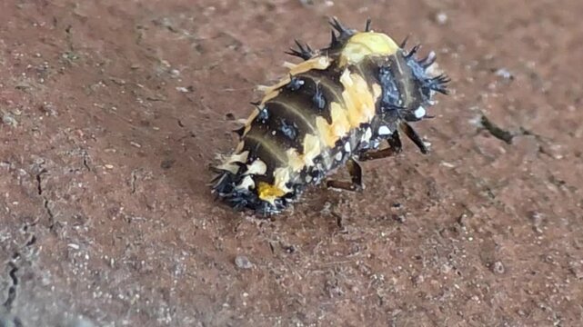 
Ladybug pupation series 03 - Yellow pupa body starting to emerge from black skin,
[무당벌레 탈피 시리즈 03] 검은 허물을 밀어내며 노란 번데기 몸통이 나오기 시작하는 순간
