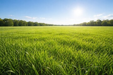 Fototapeta premium Full length view of bright green grass field beneath clear sky