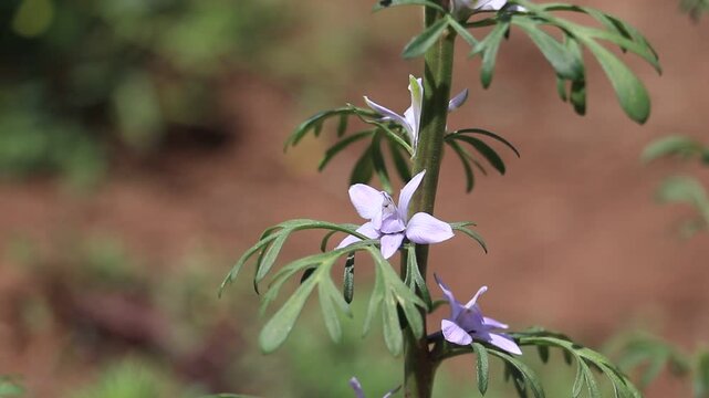 Larkspur (Consolida) is a wild plant species that grows naturally in the wild and belongs to the buttercup family (Ranunculaceae).