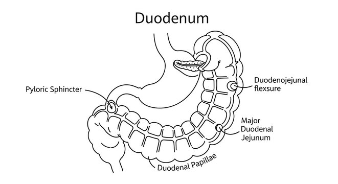 Anatomy of the human duodenum intestine.