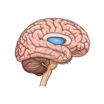 Human Brain Anatomy Medical Illustration.