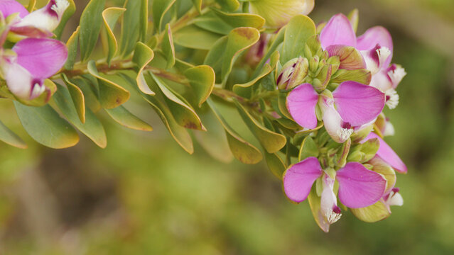 Close-Up of Purple Myrtle Leaf Milkwort Flowers and Green Foliage