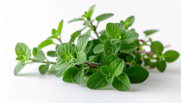 Fresh oregano sprigs on white background for cooking