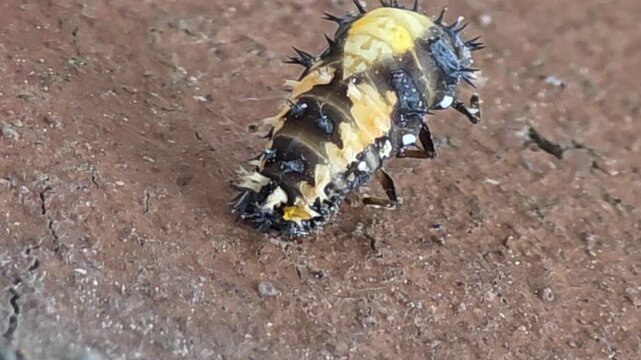 

Ladybug pupation series 04 - Mid-stage of metamorphosis, half-emerged yellow pupa,

[무당벌레 탈피 시리즈 04] 몸을 격렬하게 움직이며 허물을 절반쯤 벗어던진 번데기
 